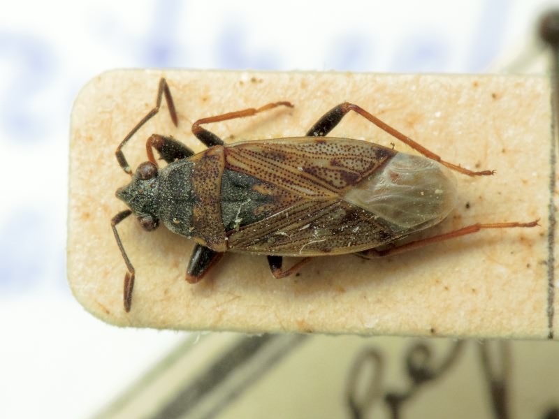 Peritrechus gracilicornis Puton, 1877